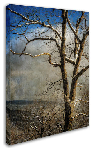 'Tree In Winter' Canvas Art by Lois Bryan