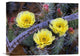 "Opuntia Cactus Blooming, North America" Artwork, 16" x 12"