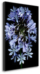 "Floral Color - 27" By Alan Blaustein, Giclee Print on Gallery Wrap Canvas