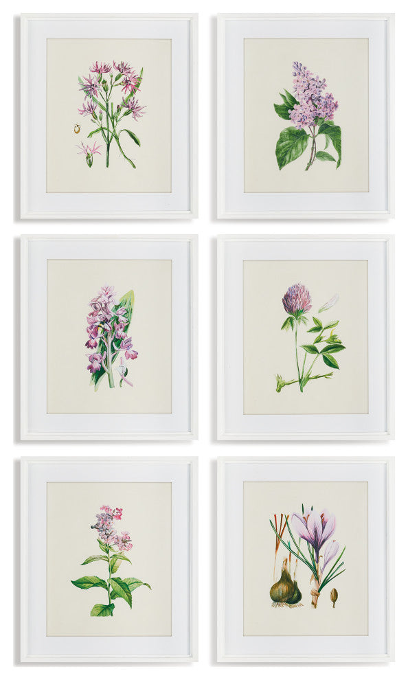 6-Piece Flower Study Print Set
