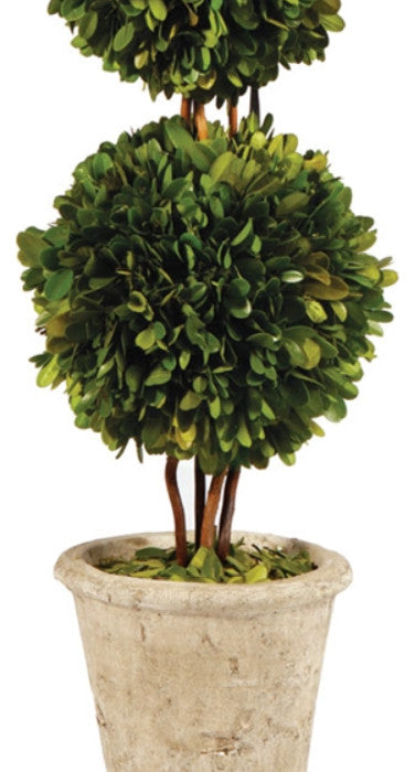 Elegant Double Ball Topiary Pot English Boxwood 20 in Classic Greenery Tabletop