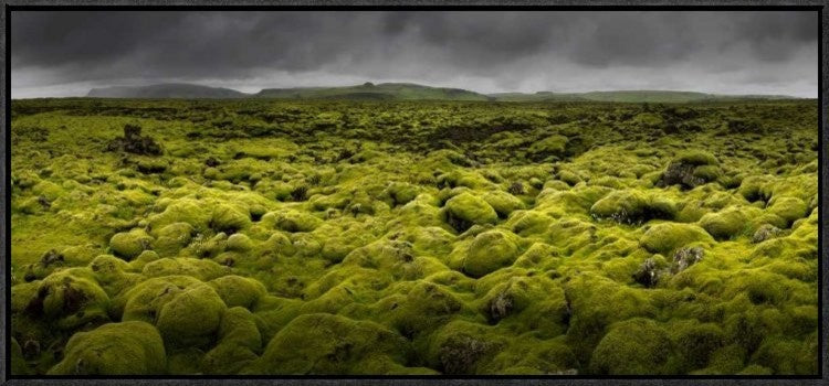 "Islandmoos I" Framed Canvas Giclee by Franz Schumacher, 31x14"