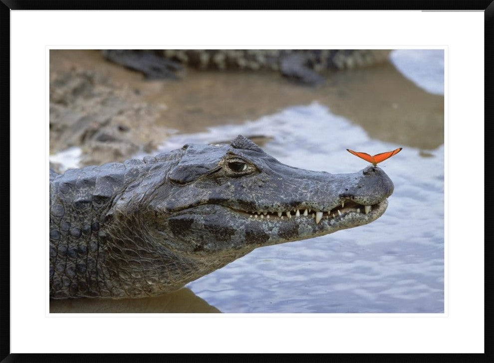 Spectacled Caiman With Orange Butterfly, Pantanal,  Brazil, 36"x26"