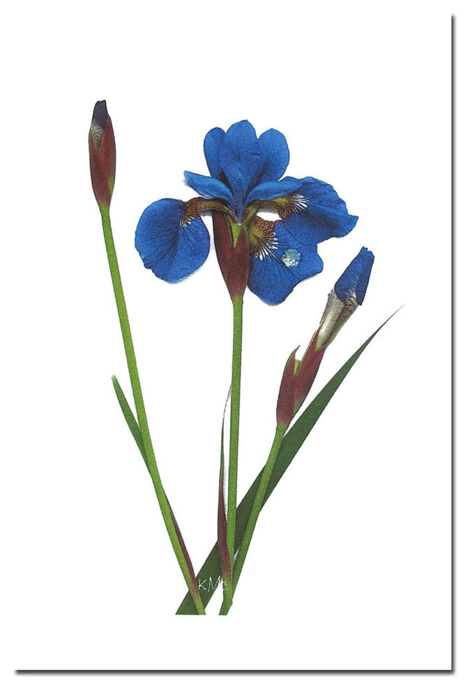 'Blue Beauty' Canvas Art by Kathie McCurdy