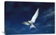 "Arctic Tern Flying,  Alaska" Artwork, 36" x 24"