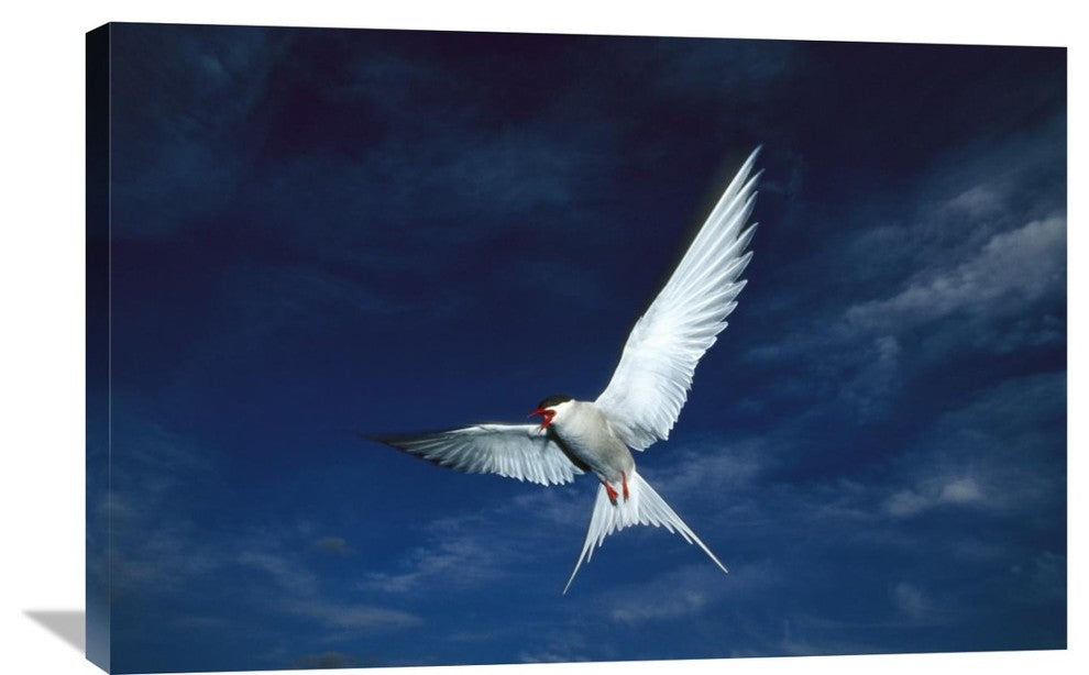 "Arctic Tern Flying,  Alaska" Artwork, 36" x 24"