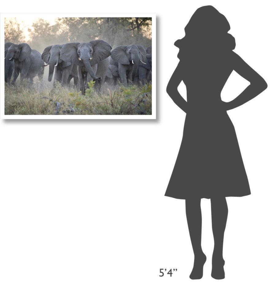 "African Elephant upset herd gathering, Okavango Delta" Paper Art, 38"x26"