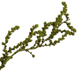 all Natural Stoebe Bundle, Preserved , Oasis Green, 14-18"