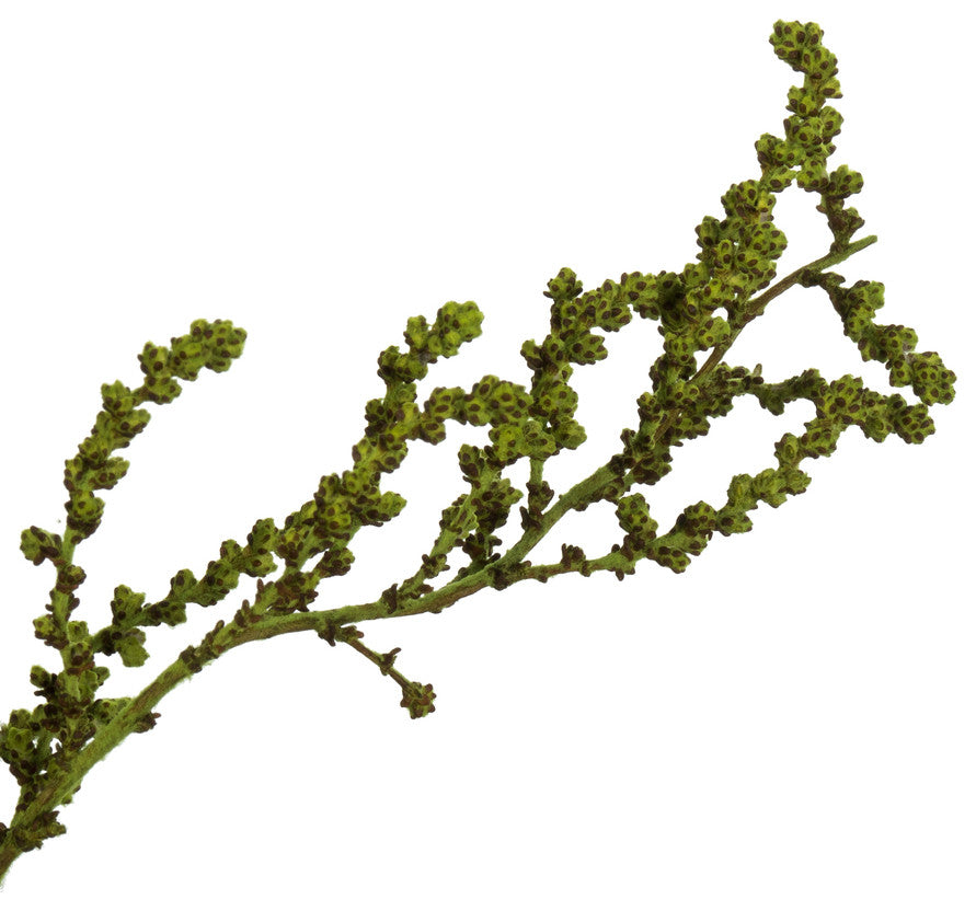 all Natural Stoebe Bundle, Preserved , Oasis Green, 14-18"