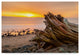 Chris Moyer ''Driftwood Sunset'' Canvas Art, 47"x30"