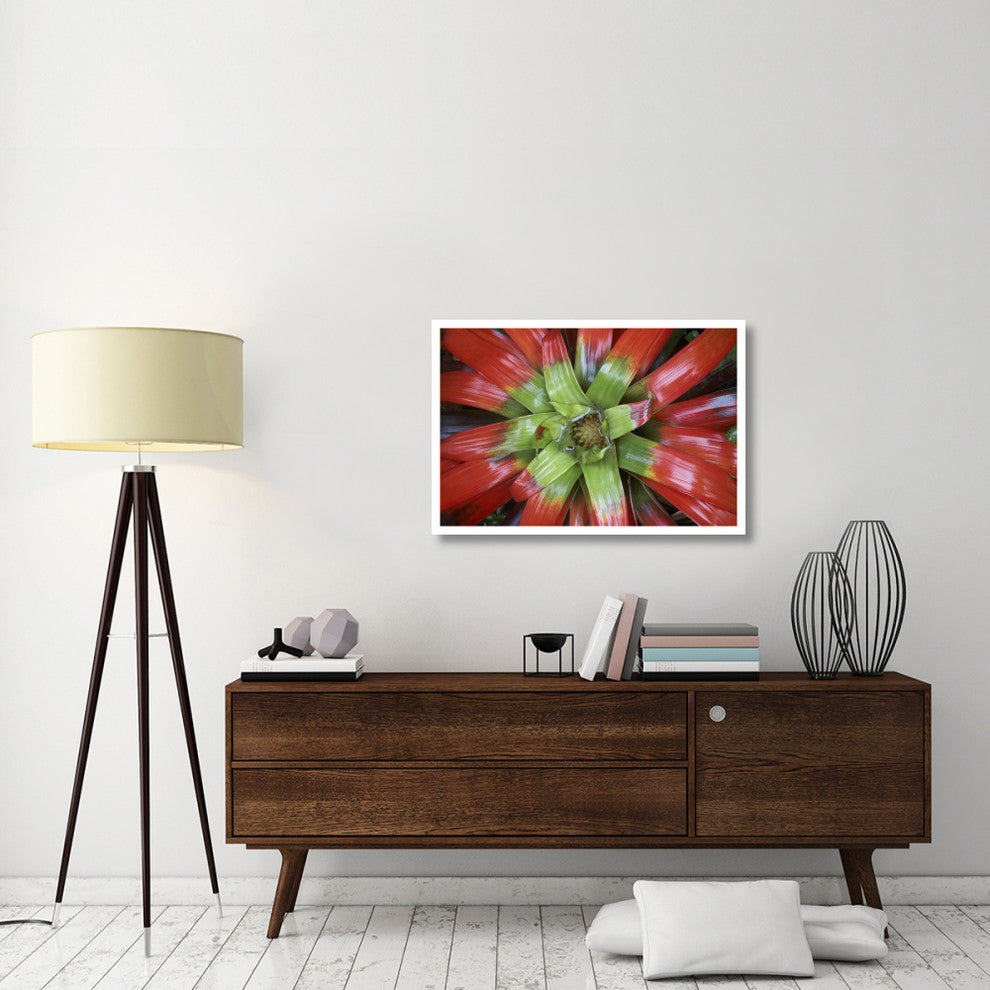 "Bromeliad flower, Costa Rica" Digital Paper Print by Tim Fitzharris, 38"x26"