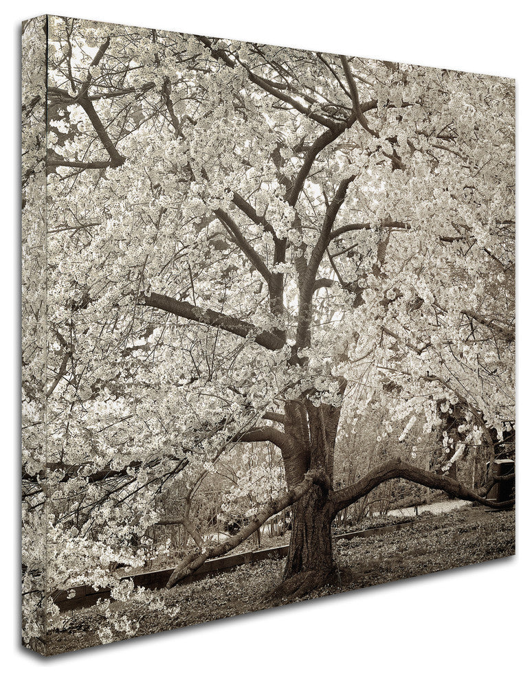 Alan Blaustein ''Hampton Magnolia II'' Canvas Art, 35x35