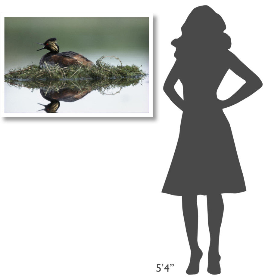 "Black-necked Grebe calling, incubating eggs, North America" Paper Art, 38"x26"