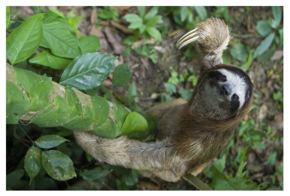 "Brown-throated Sloth climbing, Aviarios Sloth Sanctuary" Paper Art, 32"x22"