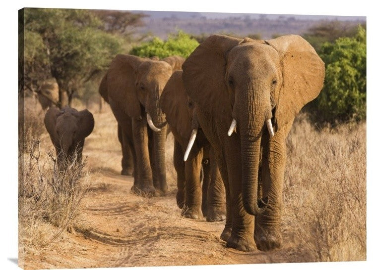 "Herd of African Elephants, Kenya" Stretched Canvas Giclee by Anonymous, 32x24"