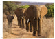 "Herd of African Elephants, Kenya" Stretched Canvas Giclee by Anonymous, 32x24"