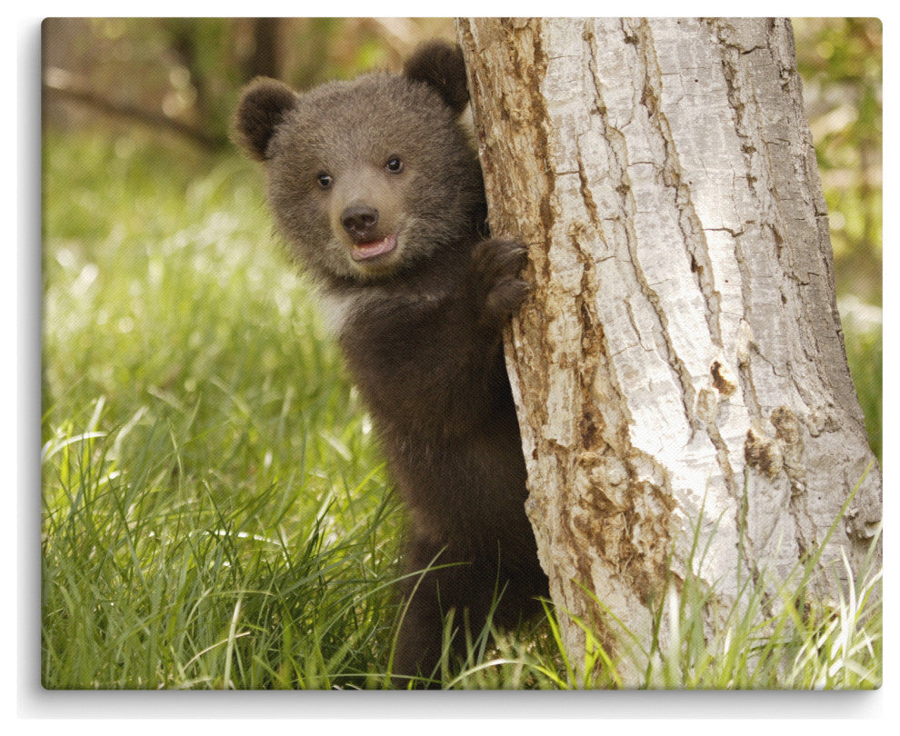 Baby Grizzly Bear Cub Behind Tree In Meadow Wildlife Photo Canvas Wall Art Print, 16" X 20"