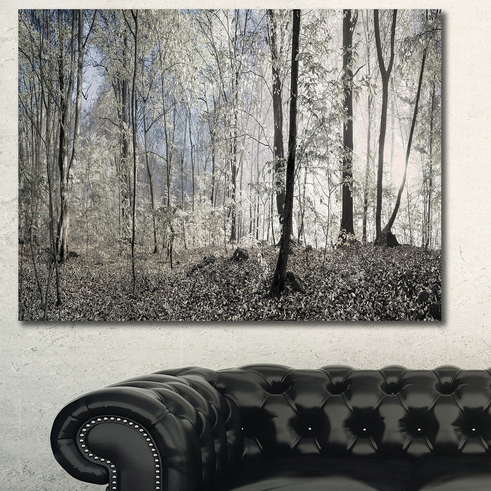Dark Morning in Forest Panorama, Large landscape Canvas Art Print, 60x40