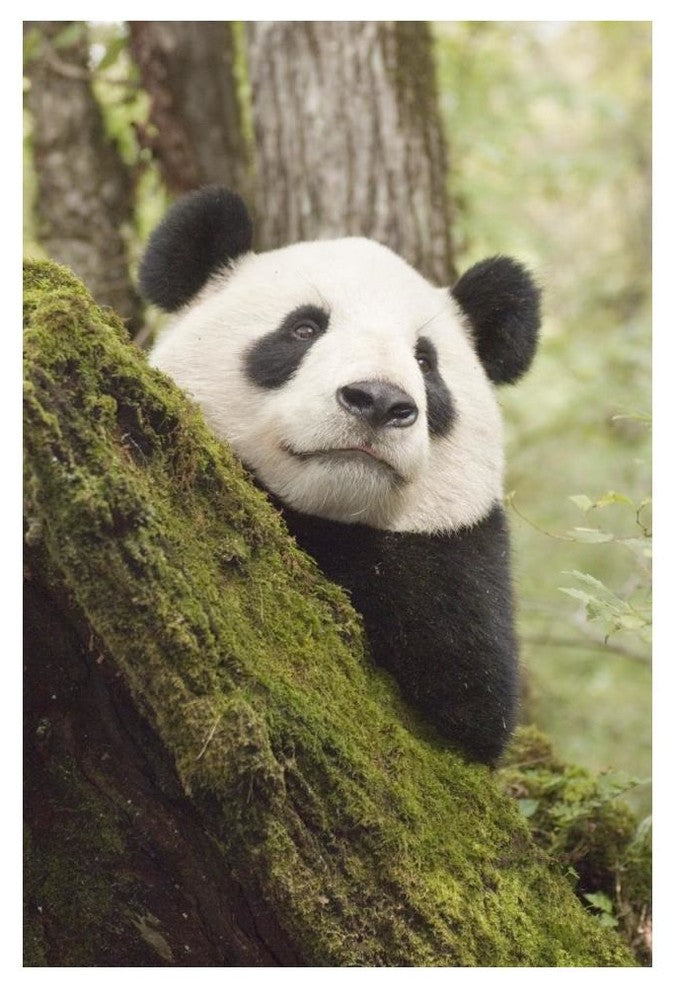 "Xiang Xiang, 1st captive raised panda released into wild" Paper Art, 34"x50"