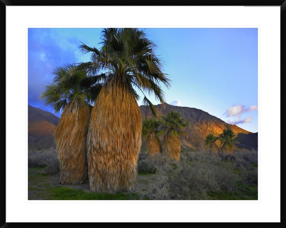 "Real Fan Palm Anza-Borrego Desert, California"  by Tim Fitzharris, 40x32"