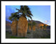 "Real Fan Palm Anza-Borrego Desert, California"  by Tim Fitzharris, 40x32"