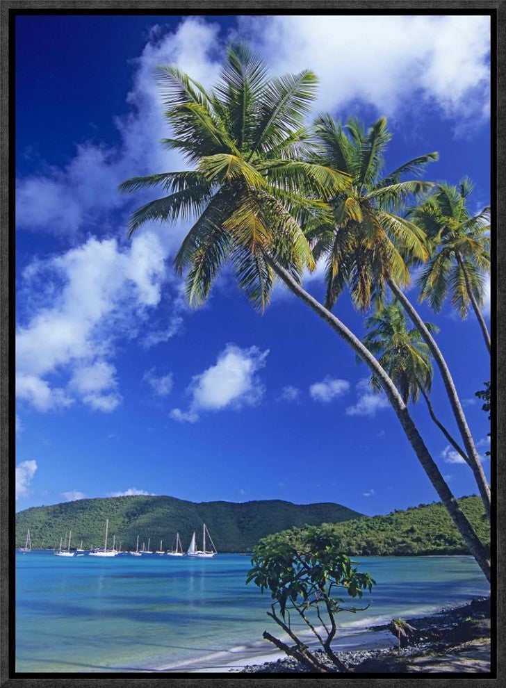 "Palm trees at Maho Bay, Virgin Islands"  by Tim Fitzharris, 13x17"