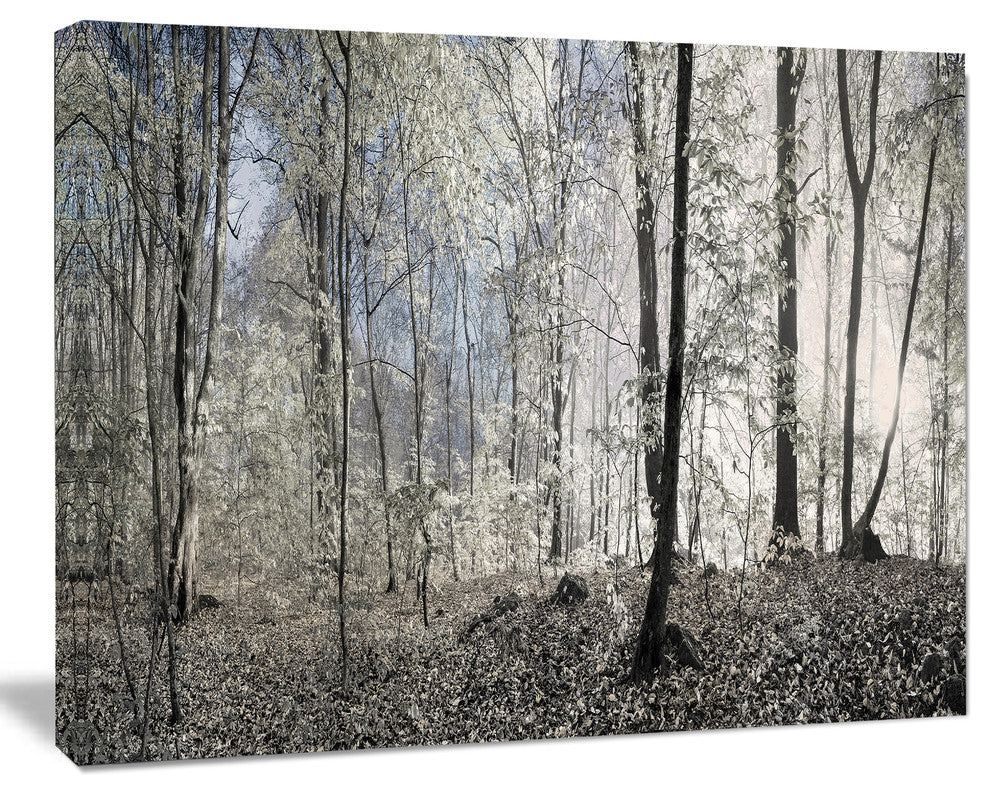 Dark Morning in Forest Panorama, Landscape Canvas Art Print, 20"x12"