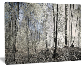 Dark Morning in Forest Panorama, Landscape Canvas Art Print, 20"x12"