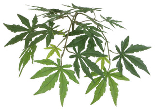 Close-up of maple leaves/branch on a white background (cropped view).