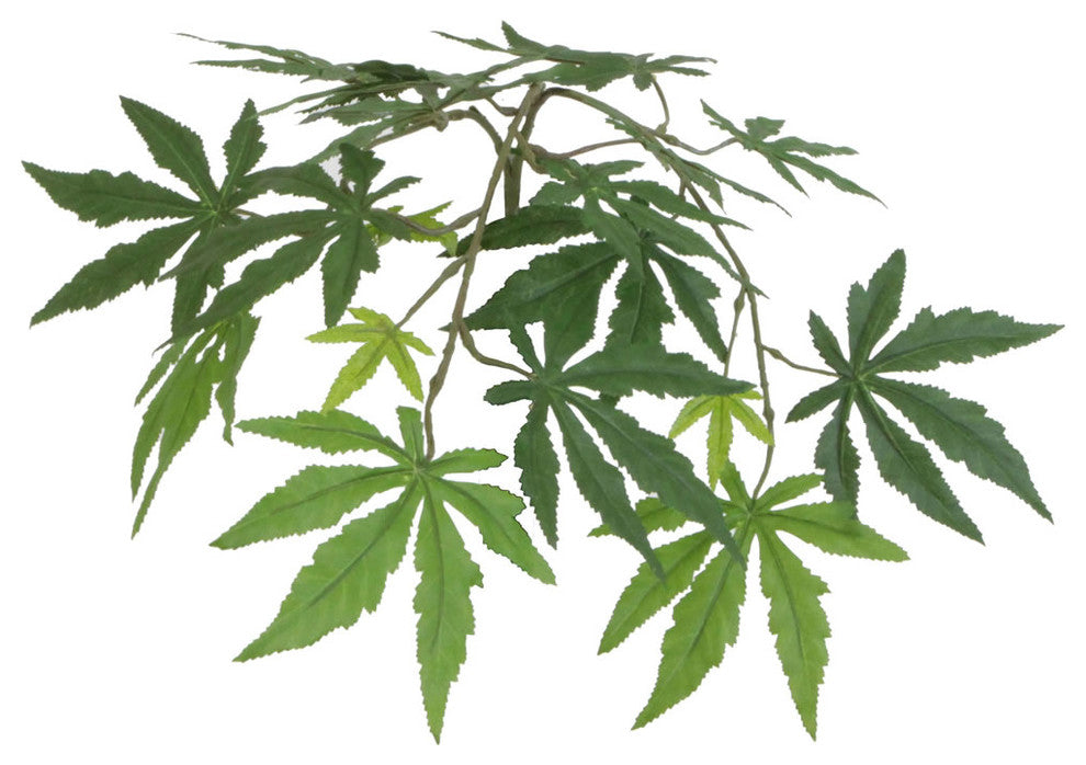 Close-up of maple leaves/branch on a white background (cropped view).