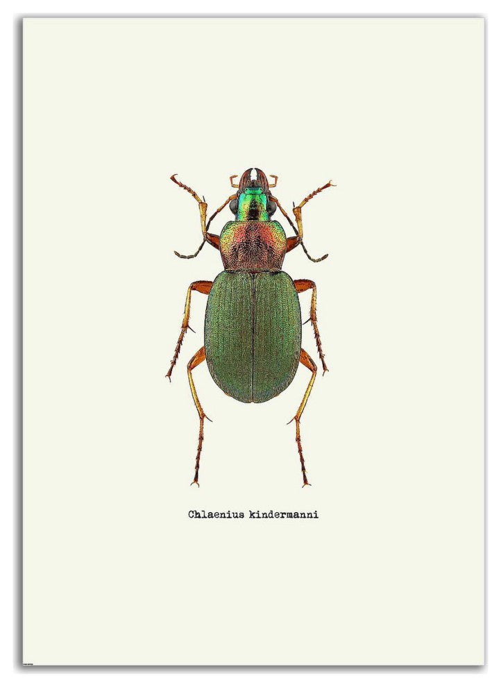 "Beetle Green" by GraphINC, Print on Canvas, 25"x35"