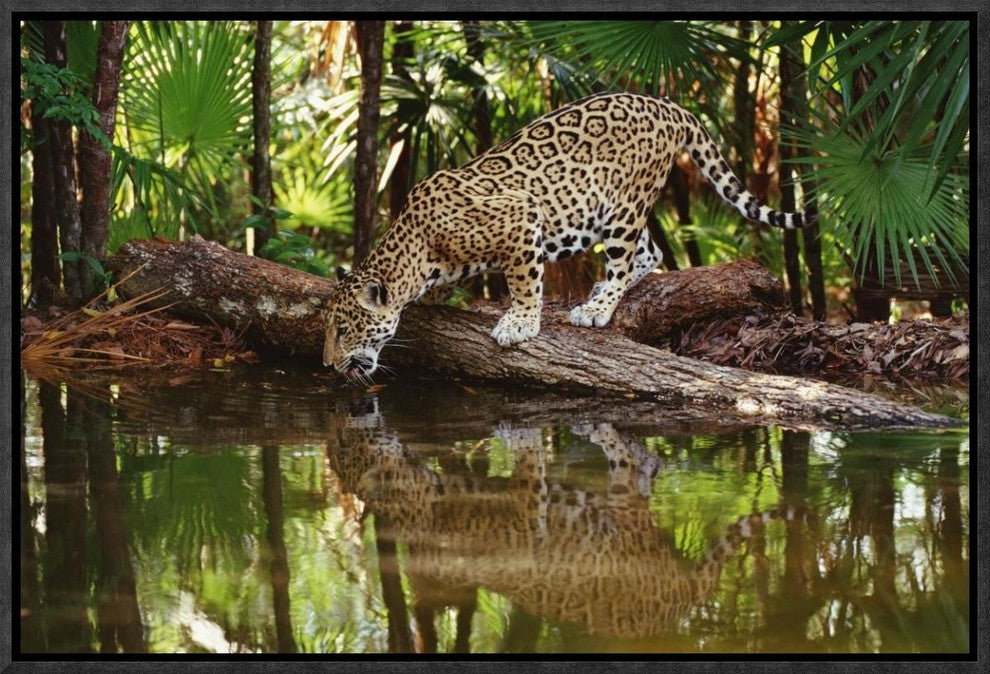 "Jaguar drinking, Belize Zoo, Belize"  by Gerry Ellis, 19x13"