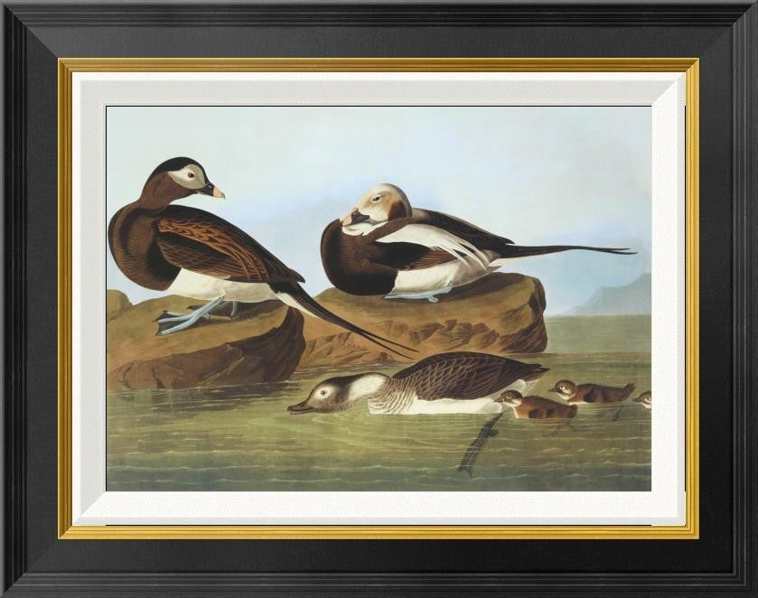 "Long-Tailed Duck" Framed Canvas Giclee by John James Audubon, 22"x18"