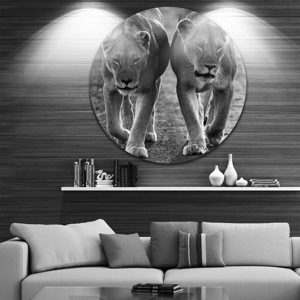 Lions In Black And White, Animal Photo Disc Metal Artwork, 38"