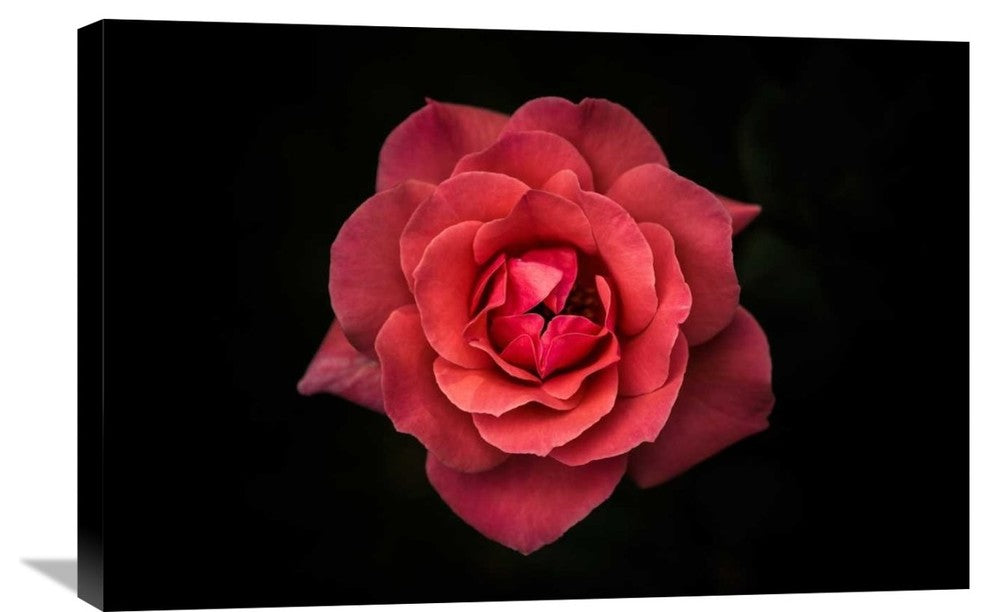 "Simplicity Is Beauty" Stretched Canvas Giclee by Rui Boino, 30"x20"