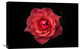 "Simplicity Is Beauty" Stretched Canvas Giclee by Rui Boino, 30"x20"