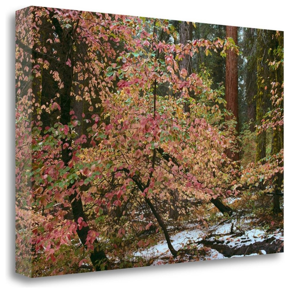 "Dogwoods And Sequoia" By Alain Thomas, Giclee Print on Gallery Wrap Canvas