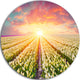 Blooming White Tulips, Landscape Photo Disc Metal Artwork, 23"
