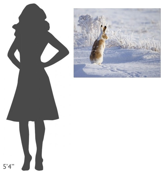 "White-Tailed Jackrabbit" Stretched Canvas Giclee by Shlomo Waldmann, 35x28"