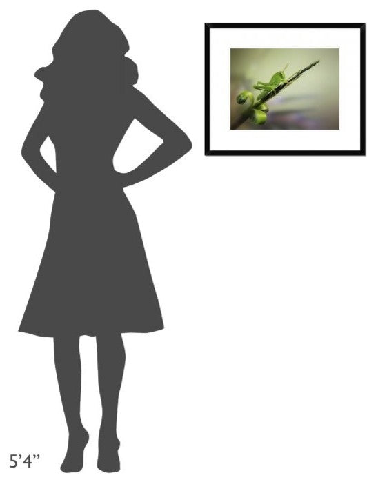 "Saltamontes" Framed Digital Print by Jimmy Hoffman, 24x20"