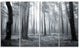 Black and White Foggy Forest, Forest Canvas Art Print, 48"x28", 4 Panels