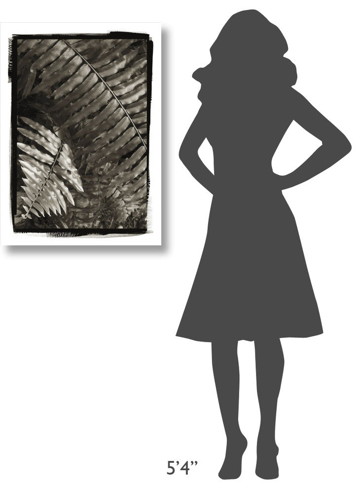 "Fern I v2" Digital Paper Print by Debra Van Swearingen, 23"x32"
