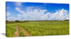 Road in Field with Green Grass, Landscape Canvas Art Print, 40x20