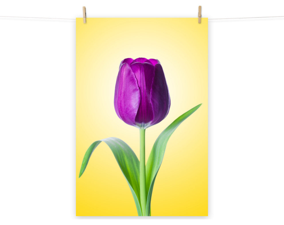 Purple Tulip on Yellow Minimal Floral Nature Photo Loose Wall Art Print, 16" X 20"