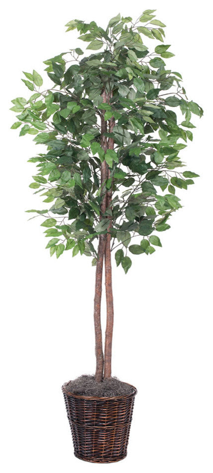Vickerman 6' Ficus Tree