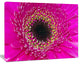 Center of Gerbera Flower Close up, Flowers Canvas Wall Artwork, 40"x30"