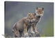"Gray Wolf Pups In Light Snowfall, North America" Artwork, 40" x 30"