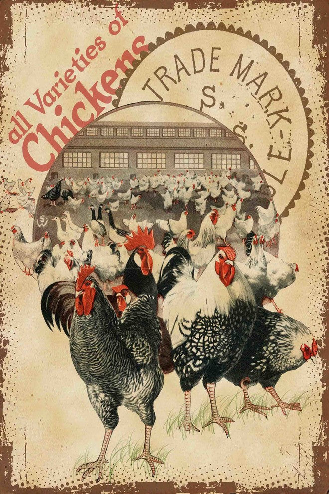 "Chicken Varieties" Painting Print on Canvas