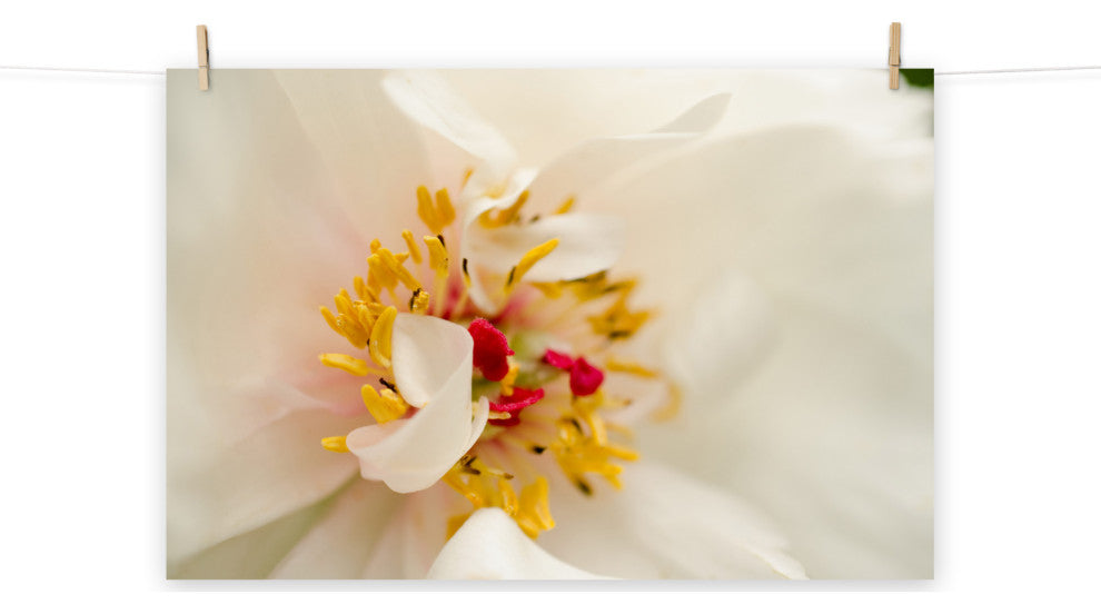 Eye of Peony Nature Photography, Floral Unframed Wall Art Print, 12" X 18"