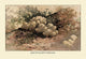 Hydnum Caput - Medusae- Fine Art Giclee Print 24" x 36"
